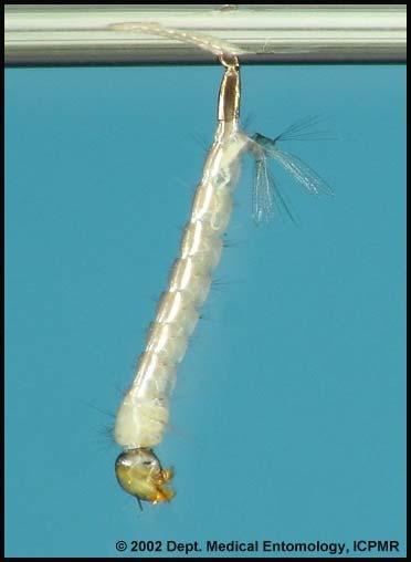 Mosquito larvae live in water.