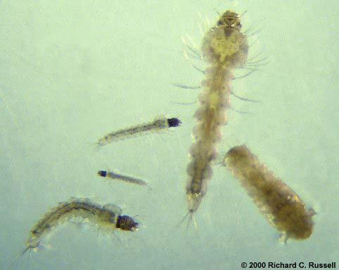 The larvae grow larger. There are 4 stages of larval growth.