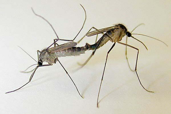 Adult mosquitoes mate to make more mosquitoes.