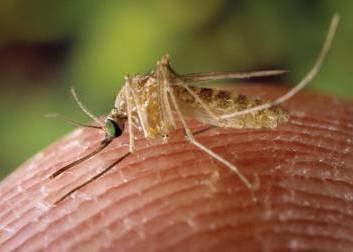 After the Blood Meal : Rest and Digest The female mosquito will rest a