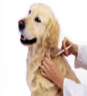 The treatment must be administered by a veterinarian within a period of not more than 120