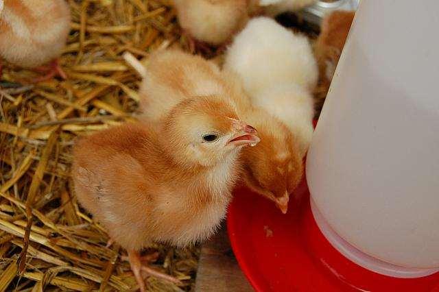 Brooder Needs Waterers Need consistent source of cool clean water Tray
