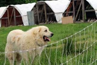 Dogs Large breeds such as great pyrenees or old english sheep dog