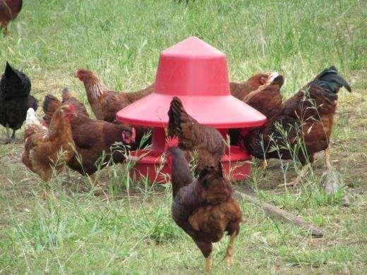 Nutrition-Pasture Poultry can get 5-15% nutritional needs from pasture Need a ration year round