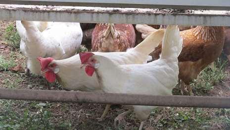 Laying Hens Want: light body breed that will do well in heat.