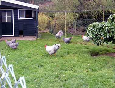 Jo to house his chickens there; Jo could keep the good ones for breeding and exhibiting and he would have the offal.