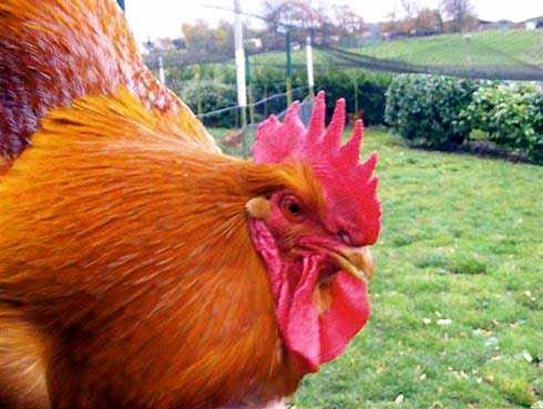 The breed was recognised in the US Poultry Standards of Perfection in 1935.