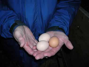 only one cock is very risky; Jo experienced this last spring, when his selected Amrock sire turned out to be infertile.