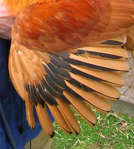 A valuable breeding hen should be of an even deep red-golden colour, and it is important the black ticking in the neck hackle is true black and not greyish.