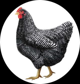 Black Australorp One of the best layers of large, light brown eggs of all the heavy breeds.