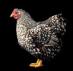 Silver Laced Wyandotte A large, colorful, hardy, productive breed.