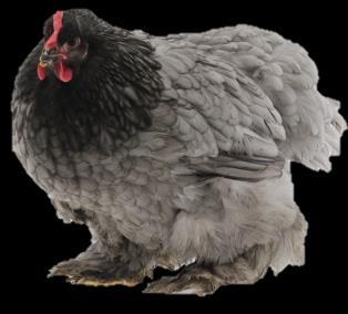 Andalusian This medium sized breed is very striking with their delicately blue-laced plumage.