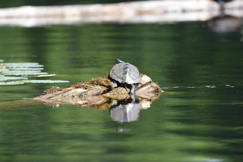 Northern map turtle in southern