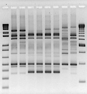 qnrs-producing Enterobacter cloacae REP-PCR REP-PCR pattern A B C D E Isolates number 14 4 2 1 1 MIC nalidixic acid (mg/l) >256 (R) 8 (S) 8-16 (S) >256 (R) 32 (R) MIC ciprofloxacin (mg/l) >32 (R) 0.