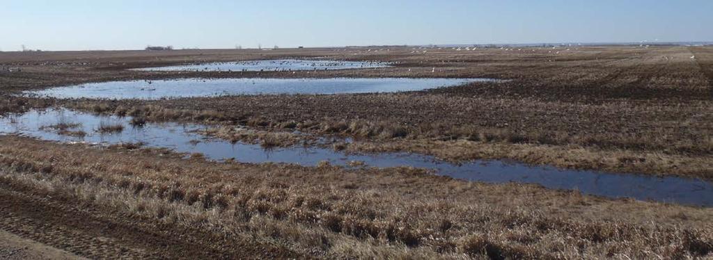 MANITOBA Spring arrived very late on the Canadian prairies, which significantly delayed the arrival of all waterfowl.