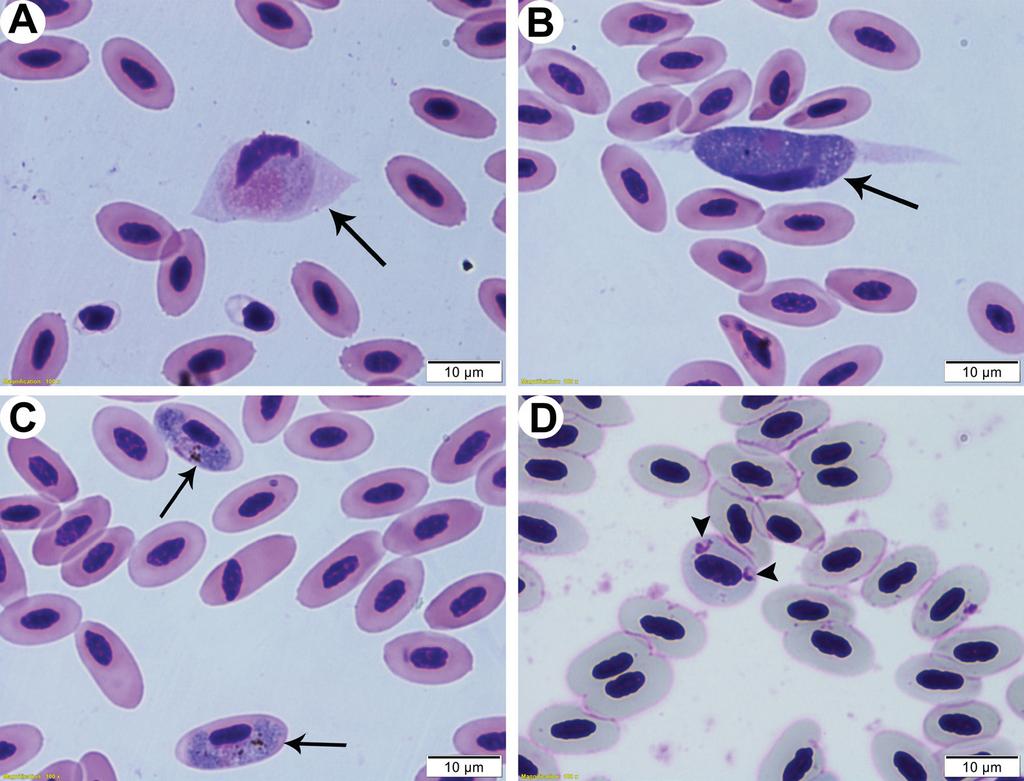 doi: 10.14411/fp.2016.023 A B C D Fig. 1. $? Leucocytozoon, Haemoproteus and Plasmodium) from the blood of examined raptor birds. A microgametocyte of Leucocytozoon sp.