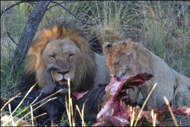 Seeing a brown hyena gnawing away at week-old carrion, and more especially smelling that carrion yourself can be enough to make your stomach turn.