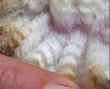biting - find the likely suspects - catch at least 10 suspect sheep - inspect those suspect sheep by at least 10 fleece partings per side - finding one louse means a lice infestation - there is an
