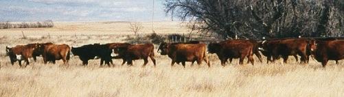 Associate Professor, Beef Production Systems Department of Animal Sciences 970-491-3312 jason.
