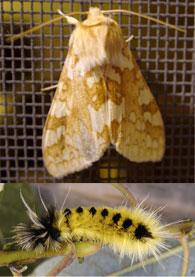 SPOTTED TUSSOCK MOTH or YELLOW WOOLLY BEAR Insecta Lepidoptera Arctiidae Lophocampa maculata Alberta, NW Territories, from the maritime provinces west in B.C. and south into Mts of N Carolina and west to S.
