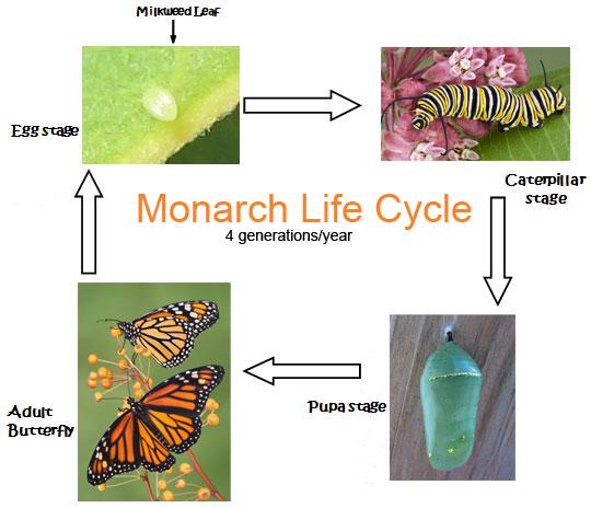http://www.monarch-butterfly.