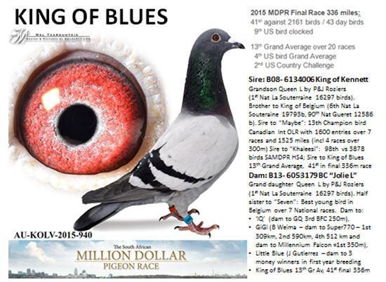Figure 22 Kolvenbag "King of Blues" 2015 MDPR 4st overall, only 43 day birds, 13th Grand Averages,, 2nd US Country Challenge, 4th US Grand Averages.