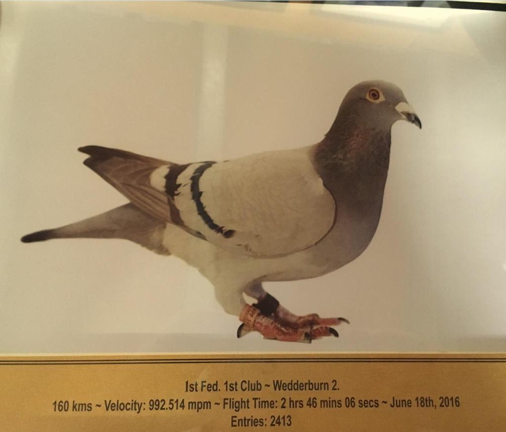 Figure 23 1st Federation winner 2016 against 2413 birds.