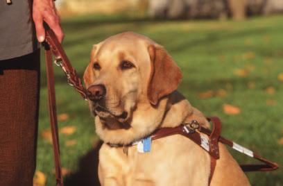 At Guide Dog School The trainers teach the dogs more lessons.