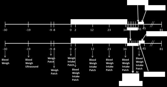 28 Figure 1. Timeline of samples and observations collected for both barley and safflower supplemented heifers at the BART farm (Exp.1). Progesterone Assay.