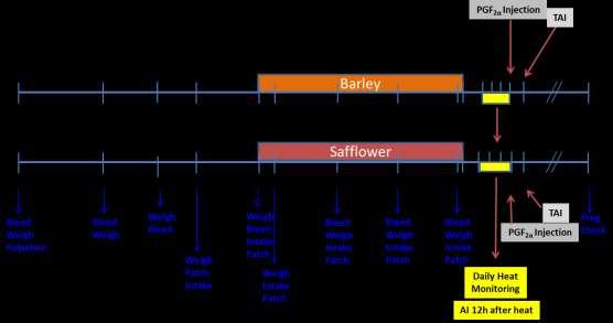 33 Figure 2. Timeline of samples and observations collected for both barley and safflower supplemented heifers at the NARC farm (Exp. 2). Progesterone Assay.