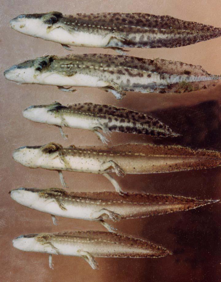 Fig. 2. Larvae of the striped newt (above 3) compared with larvae of the central newt (below 3).