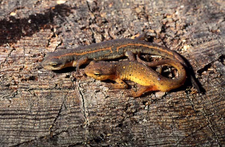Fig. 3. Eft of the striped newt (above) in comparison with the eft of the central newt (below), both from southern Leon County, Florida.