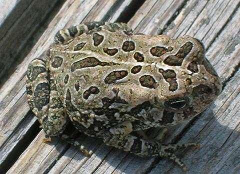 Family Bufonidae true toads Eastern American