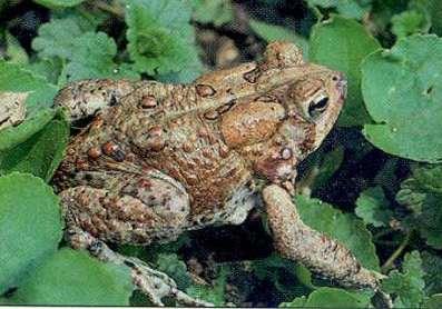 gland Fowler s Toad, Bufo fowleri Black may