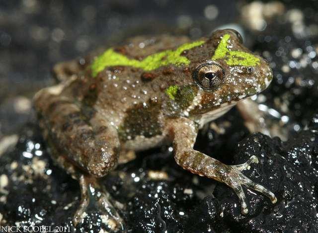 Family Hylidae treefrogs