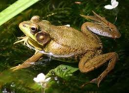 Family Ranidae true frogs