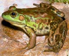Family Ranidae true frogs Mink frog,