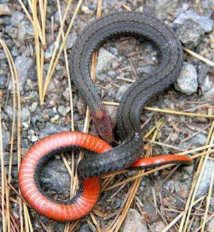 Northern red-bellied snake,