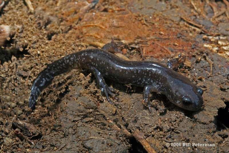 Family Ambystomatidae Mole salamanders E.