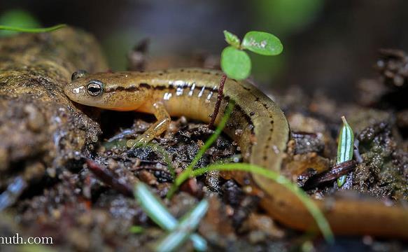 Order Caudata salamanders and newts Family Plethodontidae (lungless salamanders) Two-lined Salamander** (2.5-3.75 in.; 6.4-9.
