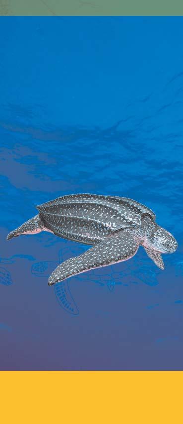 Rare and threatened reptiles Each day appreciation grows for the ecological roles of sea turtles, which range from the maintenance of healthy seagrass beds and coral reefs, to serving as food for