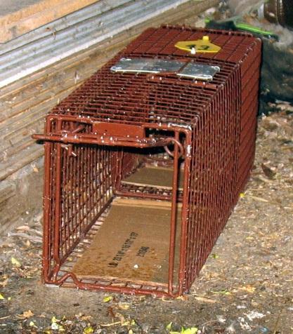Trap-Neuter-Return works by lowering the feline population through the prevention of continual reproduction. Colony sizes are reduced over time by natural attrition.