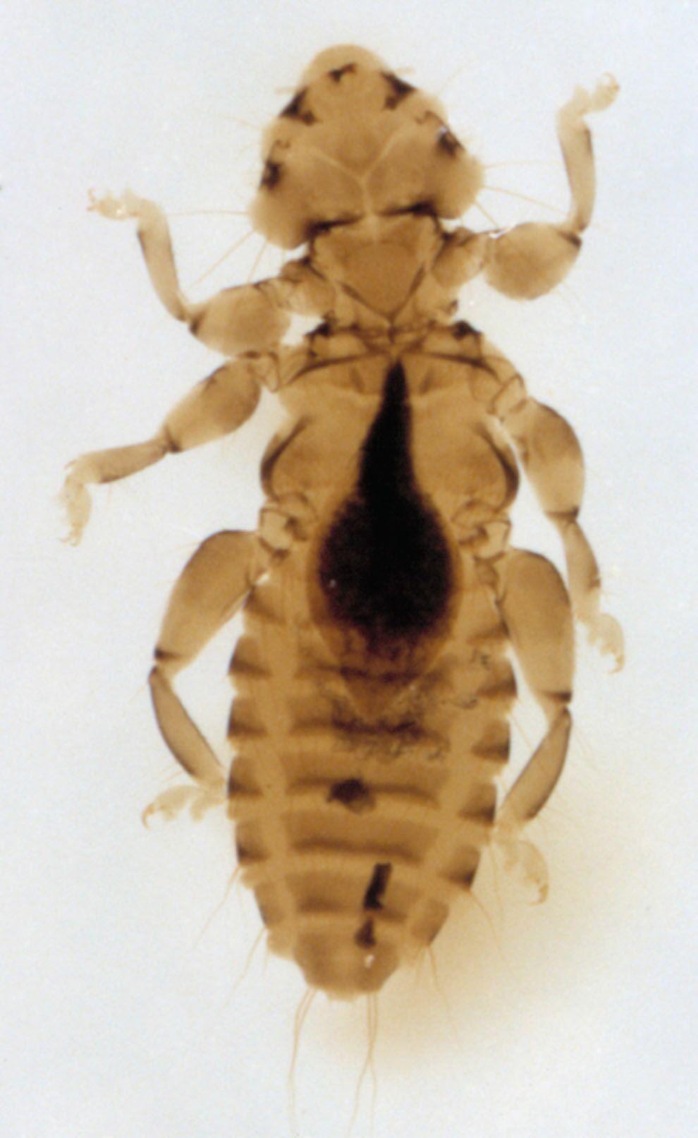infest ducks, turkeys and guinea hens if they are housed close to infested chickens. Figure 2. Wing louse. Figure 1. Shaft louse. The fluff louse is a small louse species approximately 1 mm long.