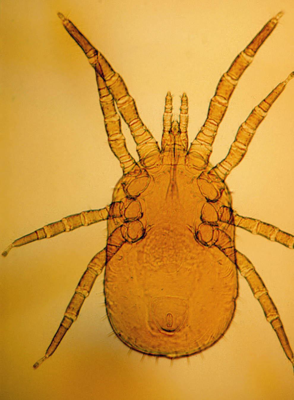 The mites also will bite people, causing itching and irritation to the skin. The adult female mite lays eggs on the host bird.