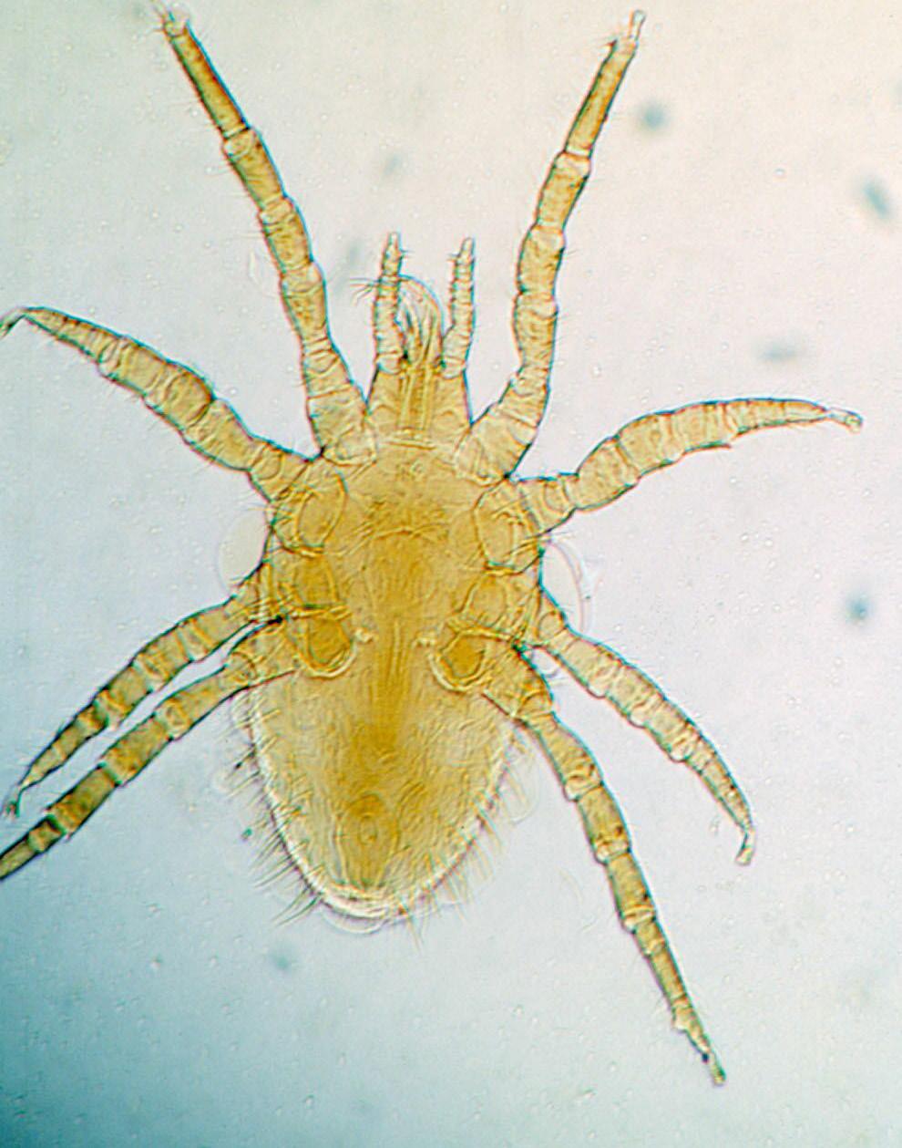 Tropical Fowl Mite The tropical fowl mite (Figure 6) is widely distributed in South America, the Caribbean and southern United States. It is a mobile species and will feed during the day or night.