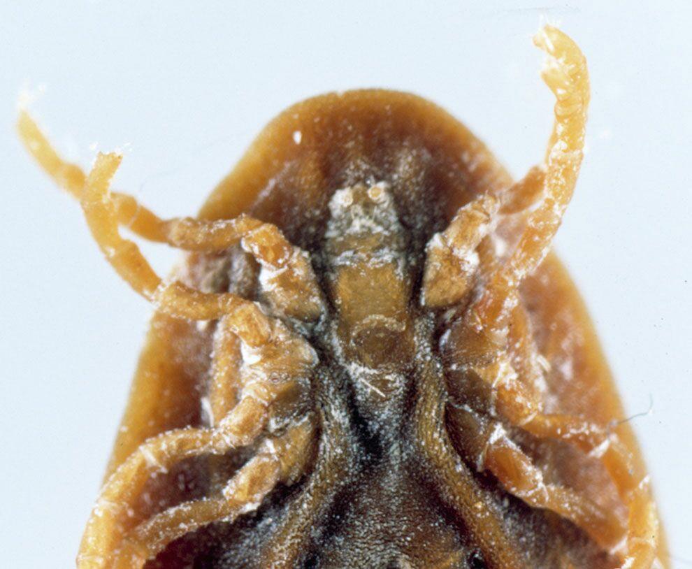 The fowl tick can live for extended periods of time without a blood meal. Therefore, leaving facilities vacant for a long period of time usually will not eliminate a population. Figure 6.