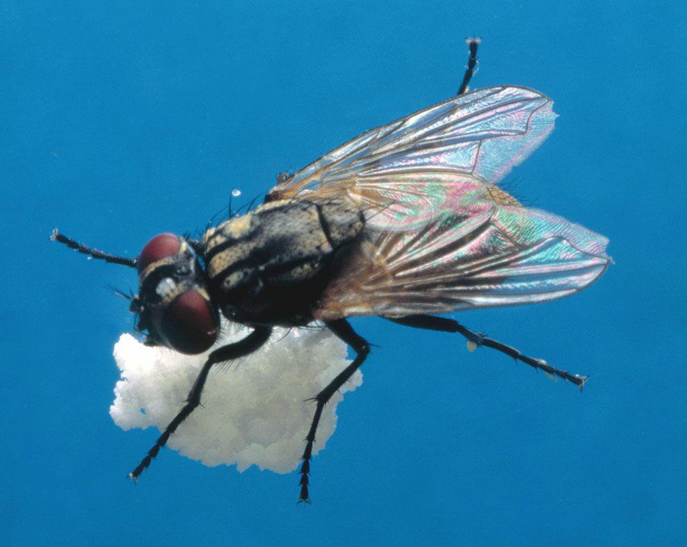 An adult house fly may live an average of 30 days. During warm weather 2 or more generations may be produced per month.