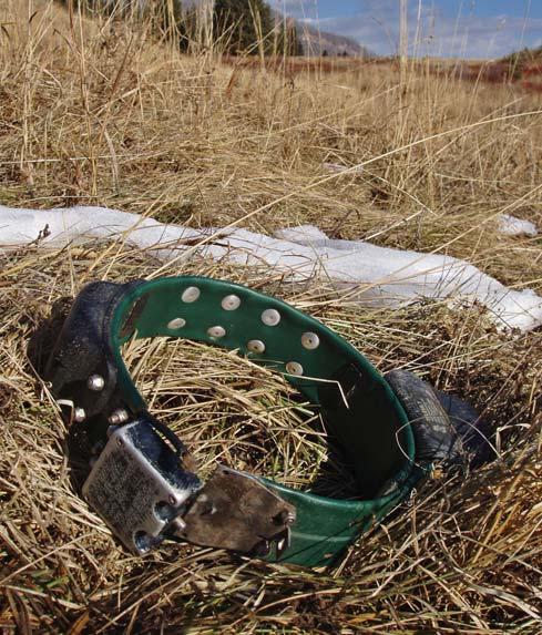 Yellowstone Wolf Project 11 A dropped GPS collar. Despite frequent setbacks, the Wolf Project continues to deploy three to five satellite telemetry collars per year.