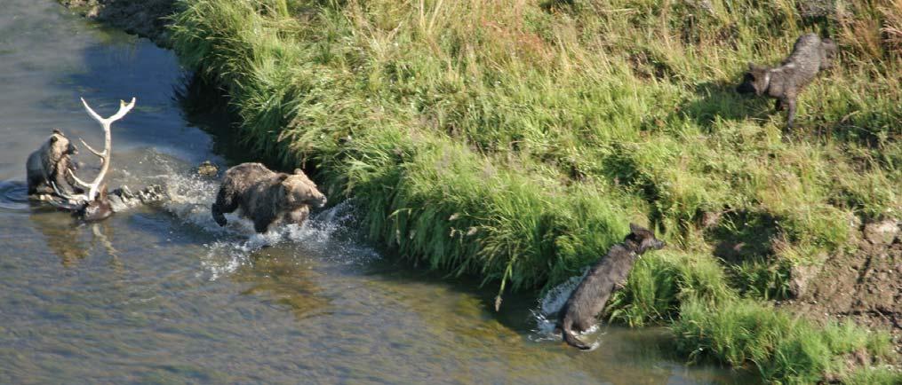 Grizzlies often usurp carcasses from wolves, as this sow did from Mollie's pack in Pelican Valley in August 2005. It is rare, however, for the sow grizzly to be accompanied by a cub.
