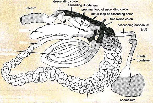 A portion of the descending colon just distal to the duodenocolic ligament has a relatively long mesocolon and can sometime be pulled to the incision site.